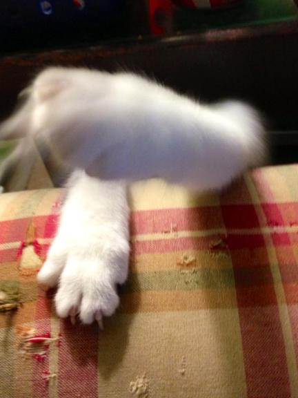 Bo the Kitten's Paws